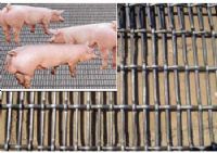 养猪轧花网，猪舍网，养猪产床网，钢编网
